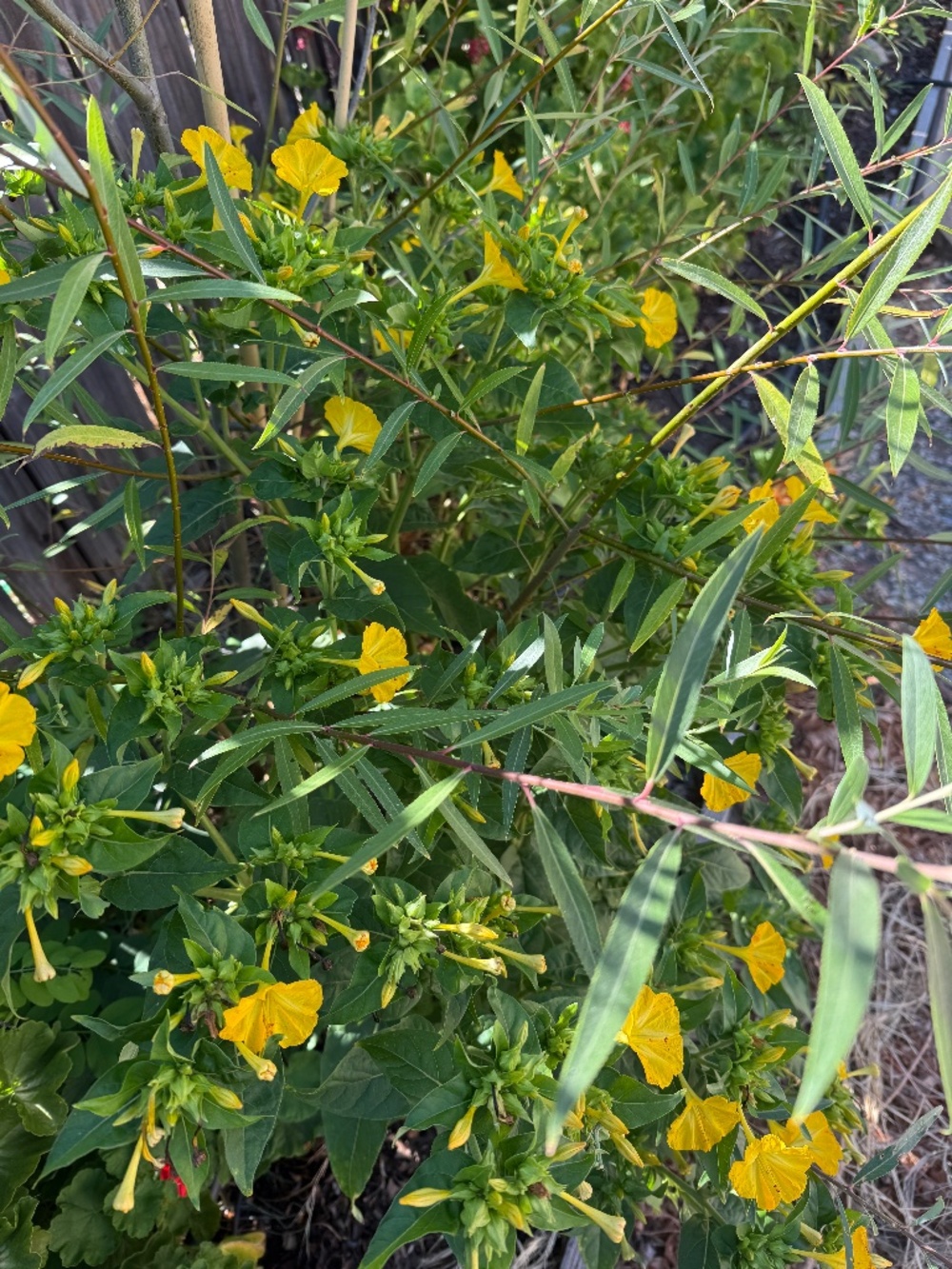 Yellow Four O’Clock seeds